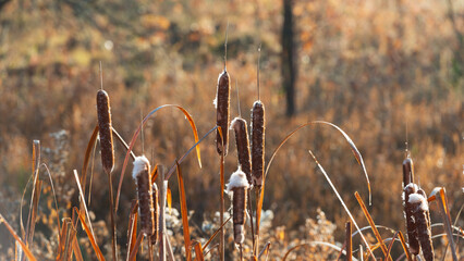 Brown reed swings on a blurred background on a sunny day.