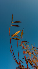 Branches with autumn foliage covered with drops of dew in the morning against the blue sky.