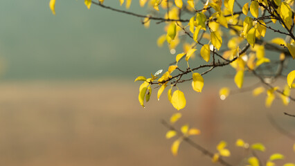Wild pear branch with autumn foliage on a blurred background.
