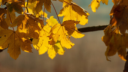 Maple branch with autumn foliage against blue sky.