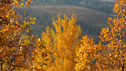 Tree branches with autumn foliage against the backdrop of a rural landscape.
