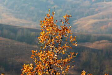 Oak branches with autumn foliage on a rural landscape.