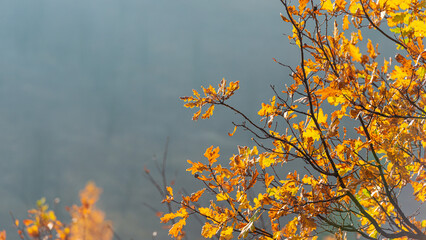 Oak branch with autumn foliage on a blurred background.