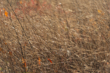Close-up of dry autumn plants on a sunny day.