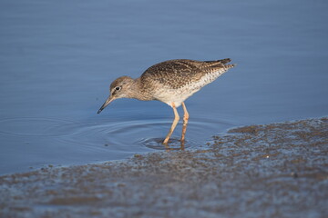 Rotschenkel am Wasser