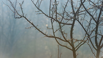 Silhouette of tree branches against the background of haze on a sunny day.