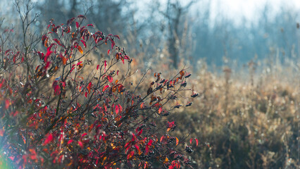 Silhouettes of bush branches with red foliage and berries against a hazy background on a sunny day.