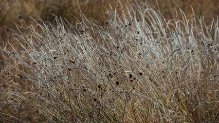 Silhouettes of dry grass thickets with seeds.