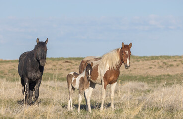 Obraz premium Wild Horses in the Utah Desert in Springtime