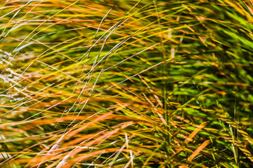 Beautiful flowers multiple exposure photography in camera London, United Kingdom, 25 April 2025