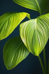 Close-up of vibrant green leaves, exhibiting a  striking veined pattern