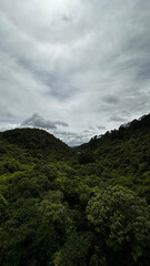 A dense, untouched forest canopy under dramatic overcast skies in Zealandia Ecosanctuary,...