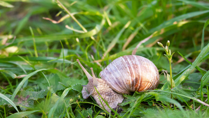 snail close-up2