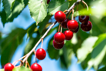Reife Sauerkirschen an einem Baum