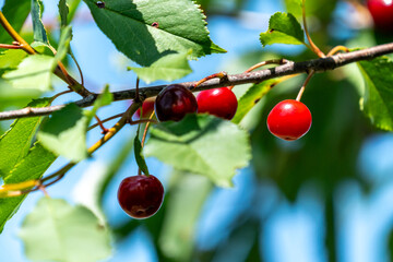 Reife Sauerkirschen an einem Baum