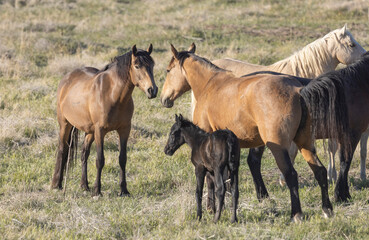 Wild Horses in the Utah Desert in Springtime