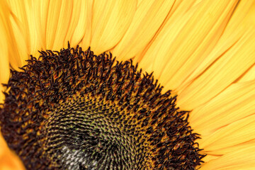 part of a beautiful sunflower flower