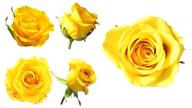 high quality image of four vibrant yellow roses isolated on white background PNG, ai generated