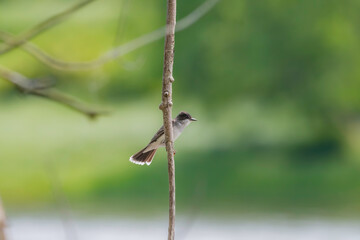 Kingbird on a Branch 