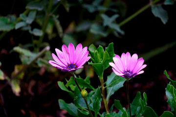 Fototapeta premium Bright purple daisies with green leaves. Two blooming flowers and one unopened bud. Sharp focus on petals and dark blurred background. Natural garden scene with vibrant spring flowers.