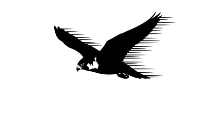 Obraz premium Eagle in Flight – Dynamic Black and White Bird Silhouette 