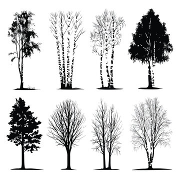 birch tree silhouette set, Black & White silhouette set