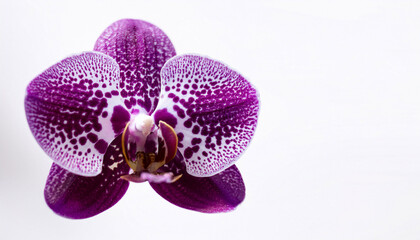 Fototapeta premium close up image of blooming orchid flower bud with purple dots isolated on white background floral design element for cards invitations posters