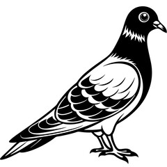 Obraz premium dove isolated on white