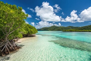 Fototapeta premium Lush mangrove shoreline meets crystal clear turquoise tropical waters