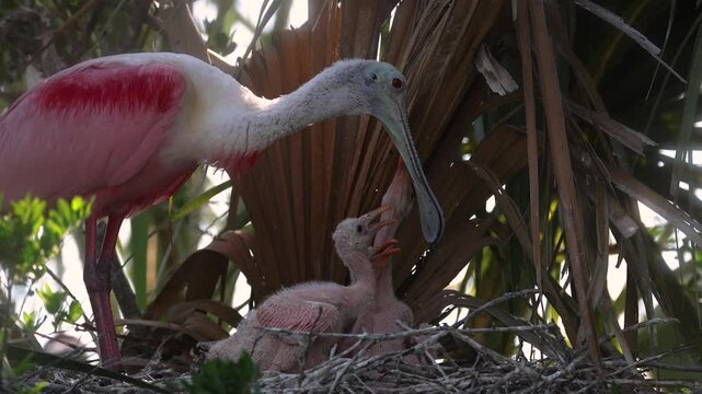 Roseate Spoonbill Nest in Florida 