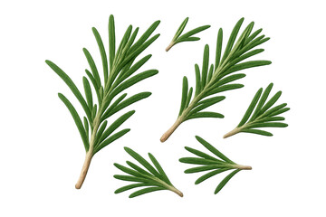 Naklejka premium Fresh rosemary sprigs isolated on a transparent background, culinary herb