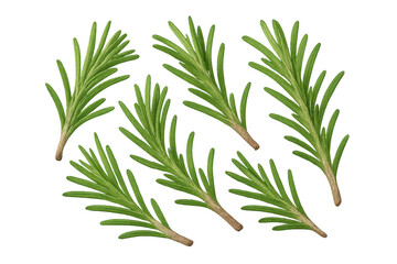 Fototapeta premium Multiple fresh rosemary sprigs isolated on a transparent background illustration