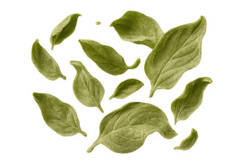 Fototapeta premium Fresh green basil leaves falling, isolated on a transparent background, vibrant
