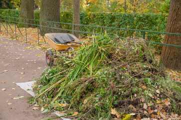 cleaning grass and leaves in the park, putting a shovel into a cart