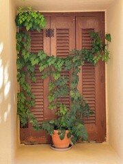 Window Italian style, bindweed flowers in front of closed window shutters