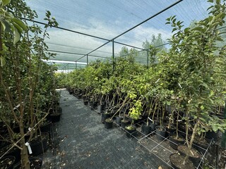 Healthy Young Trees Thriving in a Greenhouse Nursery Environment for Optimal Growth and Care
