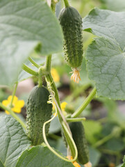 Cucumbers hanging on branch close up. Green healthy cucumbers on vine in greenhouse. Growing of cucumbers.