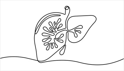 One continuous line drawing of human liver organs. Single continuous line drawing of liver anatomy. illustration of liver anatomy concept. Hand Drawn Symbol Vector Illustration.