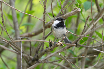 Black Capped Chickadee 