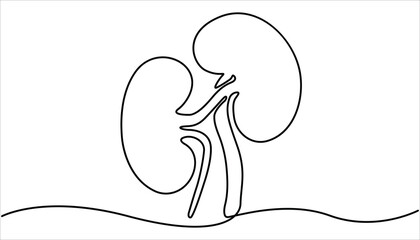 Human kidneys continuous one line drawing vector illustration. Human organ, kidney outline drawing illustration. Kidney human organ one line art drawing. Human kidneys with ureters one line art.