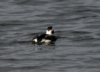 Long-tailed Duck Female Gliding on Blue Water