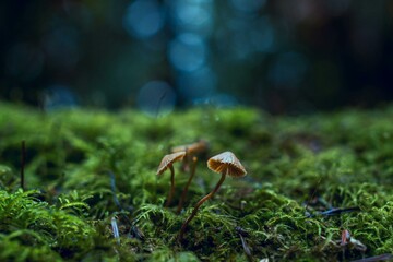mushrooms in the forest