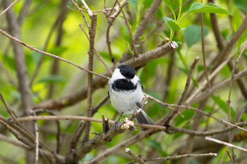 Black Capped Chickadee 