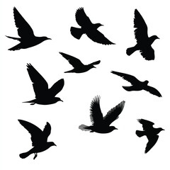 Obraz premium bird in flight silhouette set, Black & White silhouette set