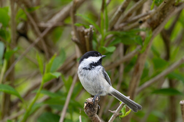 Black Capped Chickadee 