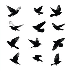 bird in flight silhouette set, Black & White silhouette set