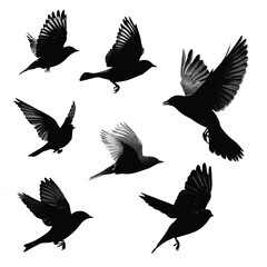 Obraz premium bird in flight silhouette set, Black & White silhouette set