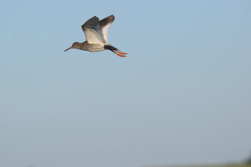 Rotschenkel im Flug