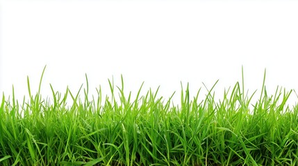 Fototapeta premium fresh green grass with a border, isolated on a white background