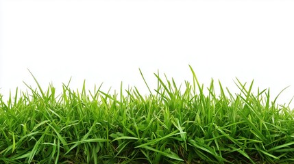 Fototapeta premium fresh green grass with a border, isolated on a white background